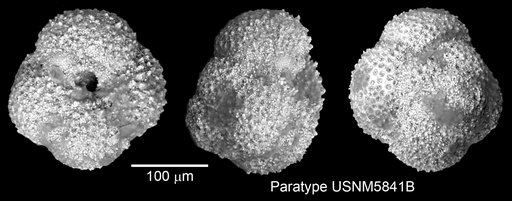 Globigerina aquiensis Loeblich & Tappan Loeblich, 1957