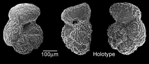 Truncorotaloides rohri Brönnimann & Bermudez, 1953