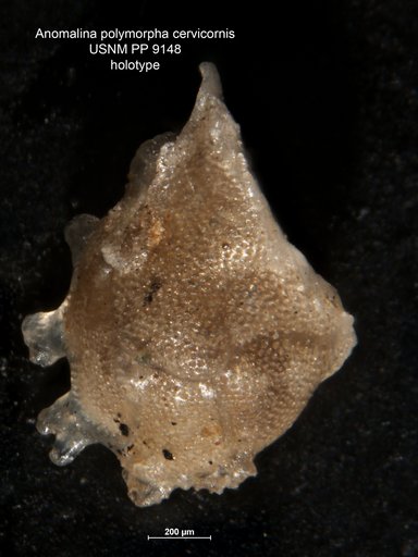 Anomalina polymorpha var. cervicornis Cushman, 1917