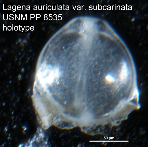 Lagena auriculata var. subcarinata Cushman, 1913