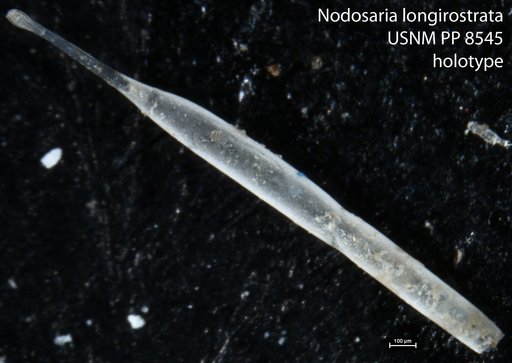 Nodosaria longirostrata Cushman, 1913