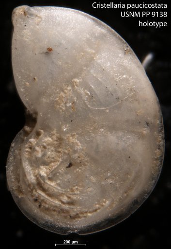 Cristellaria paucicostata Cushman, 1917