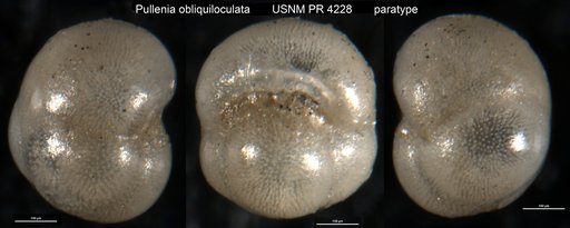 Pullenia obliquiloculata Parker & Jones, 1865