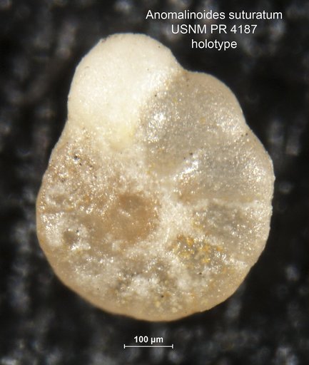 Anomalinoides suturatum Said & Kenawy, 1956