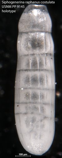 Siphogenerina raphanus var. costulata Cushman, 1917