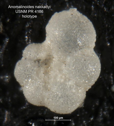 Anomalinoides nakkadyi Said & Kenawy, 1956