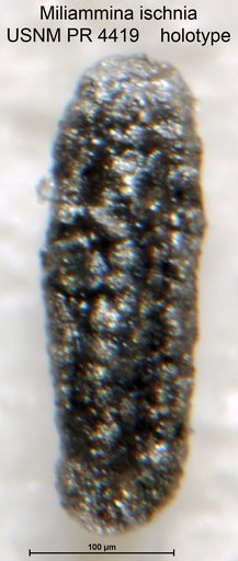 Miliammina ischnia Tappan Loeblich, 1957