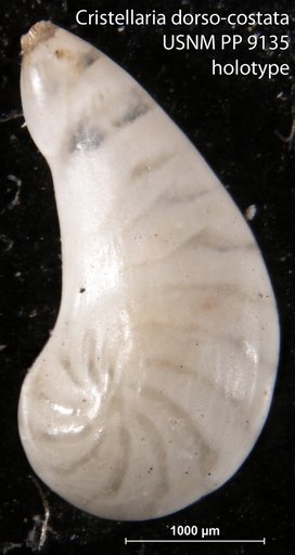Cristellaria dorso-costata Cushman, 1917