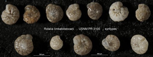 Rotalia limbatobeccarii McLean, 1956