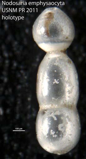 Nodosaria emphysaocyta Loeblich & Tappan, 1953