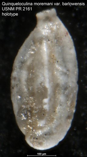 Quinqueloculina moremani var. barlowensis Applin, 1955