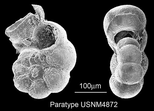 Planomalina caseyi Bolli et al., 1957