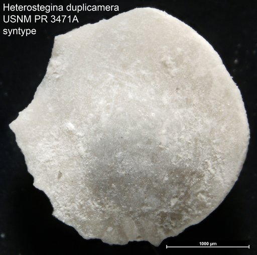 Heterostegina duplicamera Cole, 1957