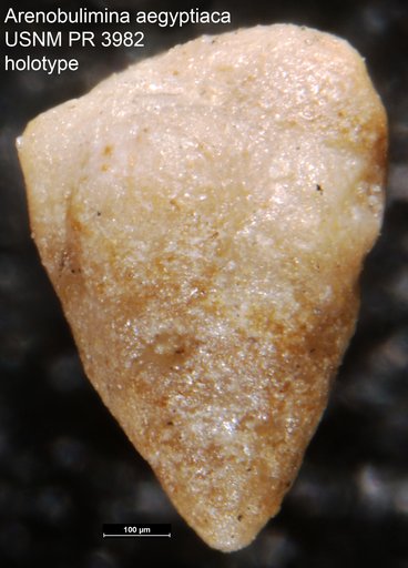 Arenobulimina aegyptiaca Said & Kenawy, 1956