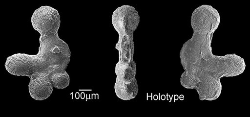 Clavigerinella akersi Bolli et al., 1957