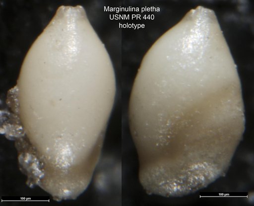 Marginulina pletha Tappan, 1955