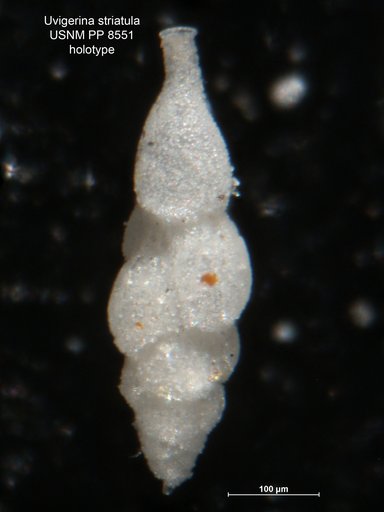 Uvigerina striatula Cushman, 1913