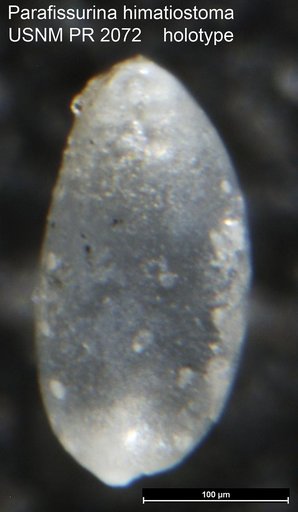 Parafissurina himatiostoma Loeblich & Tappan, 1953