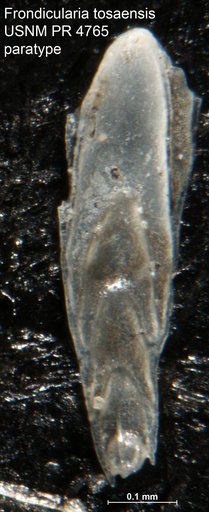 Frondicularia tosaensis Takayanagi, 1953