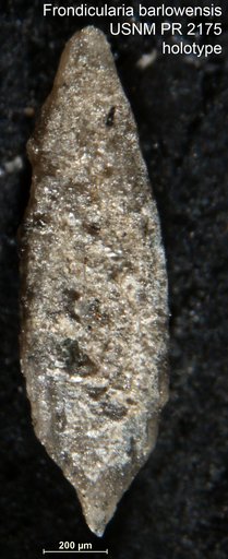 Frondicularia barlowensis Applin, 1955