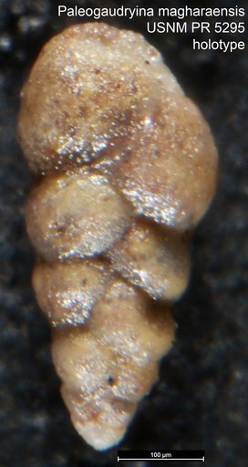Paleogaudryina magharaensis Said & Barakat, 1958