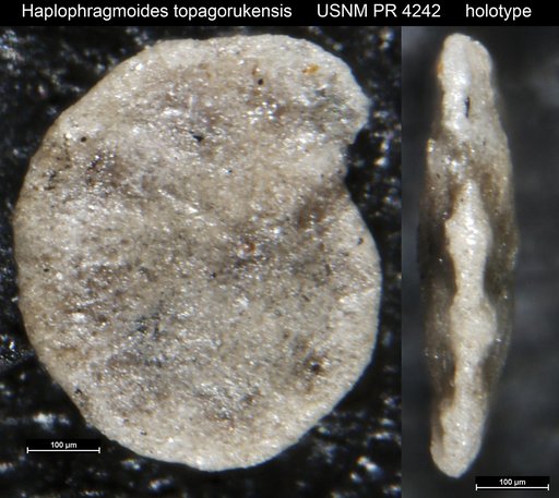 Haplophragmoides topagorukensis Tappan Loeblich, 1957