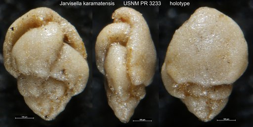 Jarvisella karamatensis Brönnimann, 1953