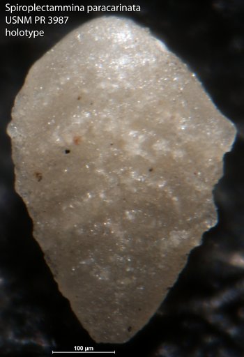 Spiroplectammina paracarinata Said & Kenawy, 1956