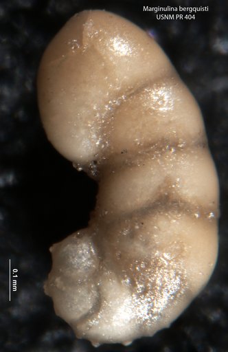 Marginulina bergquisti Tappan, 1955