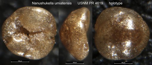 Nanushukella umiatensis Tappan Loeblich, 1957