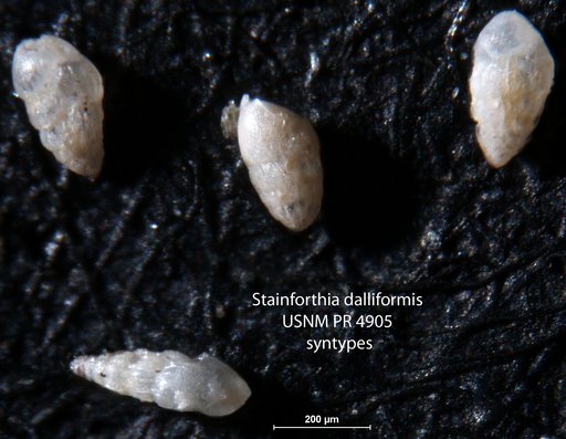 Stainforthia dalliformis Hofker, 1956