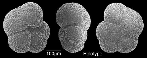 Globorotalia opima opima Bolli, 1957
