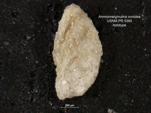 Ammomarginulina ovoidea Said & Kenawy, 1957