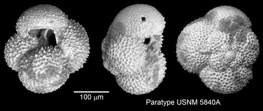 Globigerina aquiensis Loeblich & Tappan Loeblich, 1957
