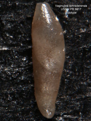 Vaginulina schraderensis Tappan, 1960