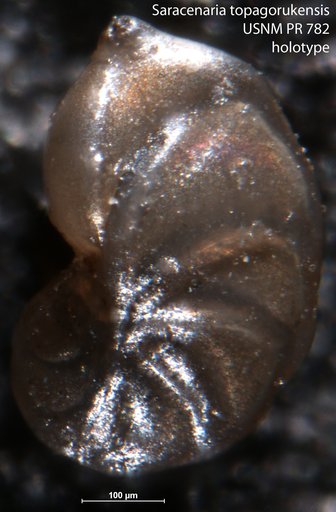 Saracenaria topagorukensis Tappan, 1955