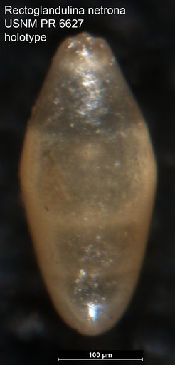 Rectoglandulina netrona Tappan, 1960