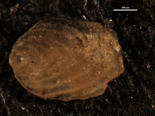 Frondicularia subhunteri Hofker, 1956