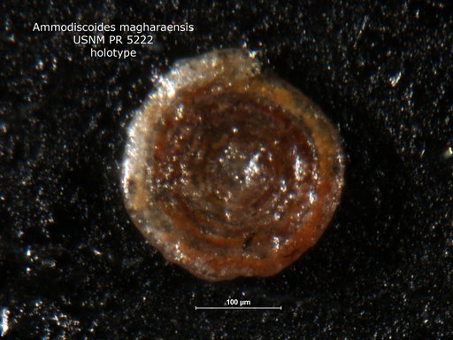 Ammodiscoides magharaensis Said & Barakat, 1958