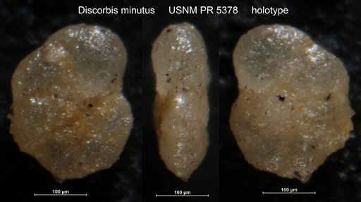 Discorbis minutus Said & Kenawy, 1957