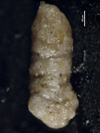 Ammobaculites glaessneri Said & Barakat, 1958