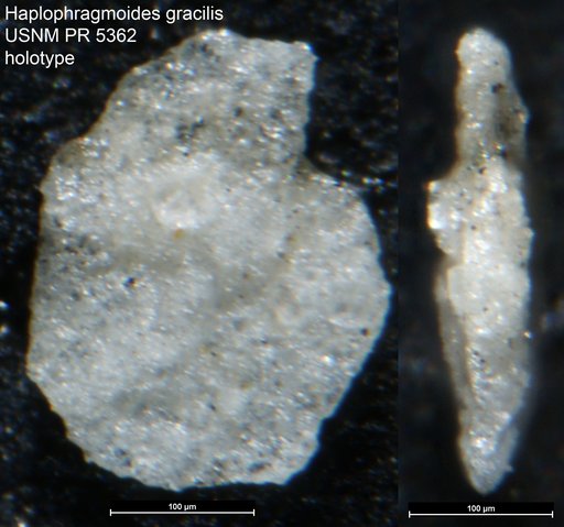 Haplophragmoides gracilis Said & Kenawy, 1957