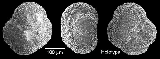 Globorotalia opima nana Bolli, 1957