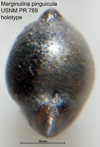 Marginulina pinguicula Tappan, 1955