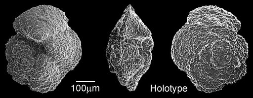 Globorotalia formosa gracilis Bolli, 1957