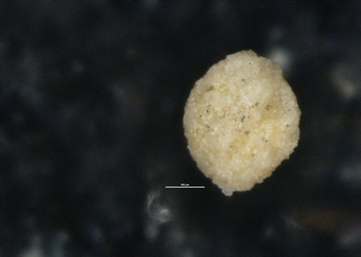 Crithionina rara Moreman, 1930