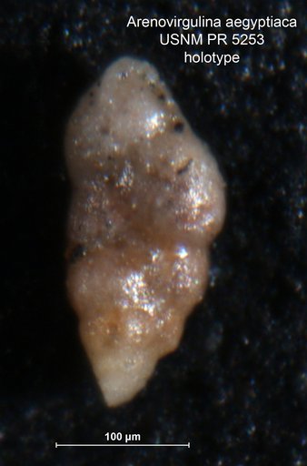 Arenovirgulina aegyptiaca Said & Barakat, 1958