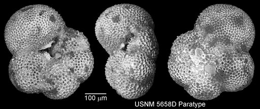 Globorotaloides variabilis Bolli, 1957