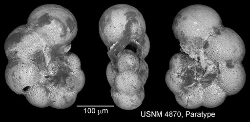 Planomalina caseyi Bolli et al., 1957
