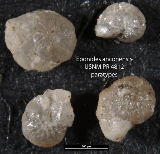 Eponides anconensis Hofker, 1956